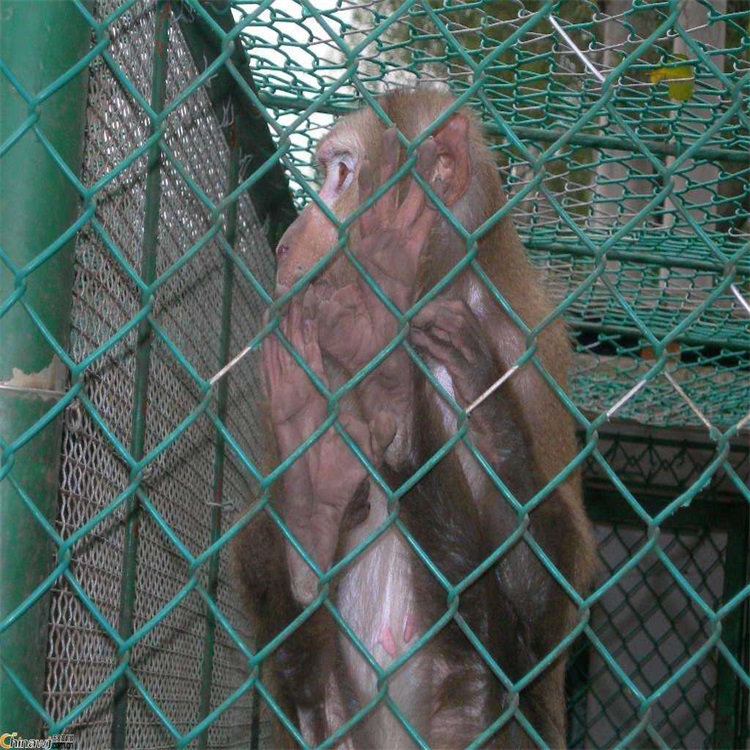動物園圍欄網圖片1