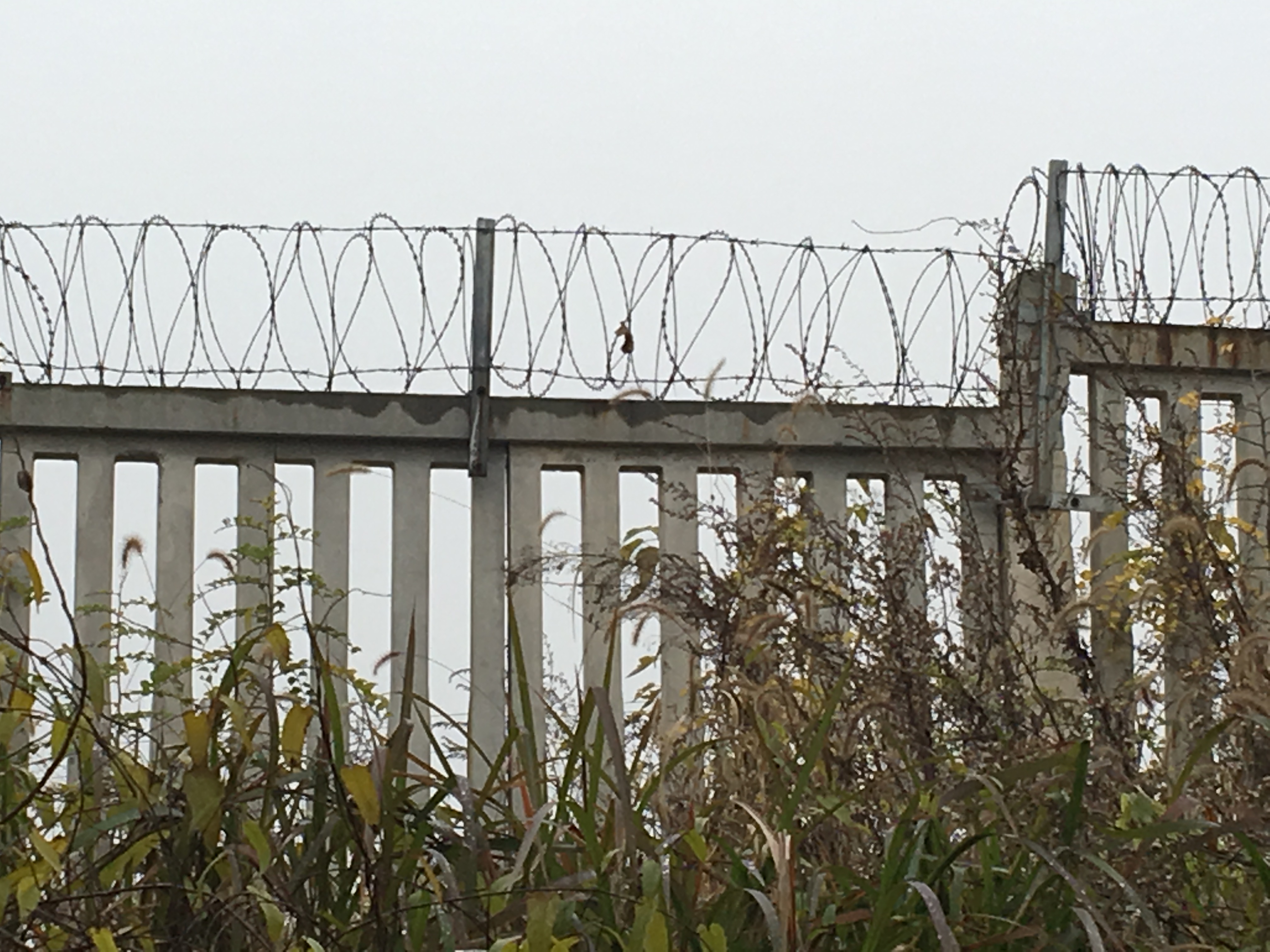 304防爬刺刀圈隔離網圖片3