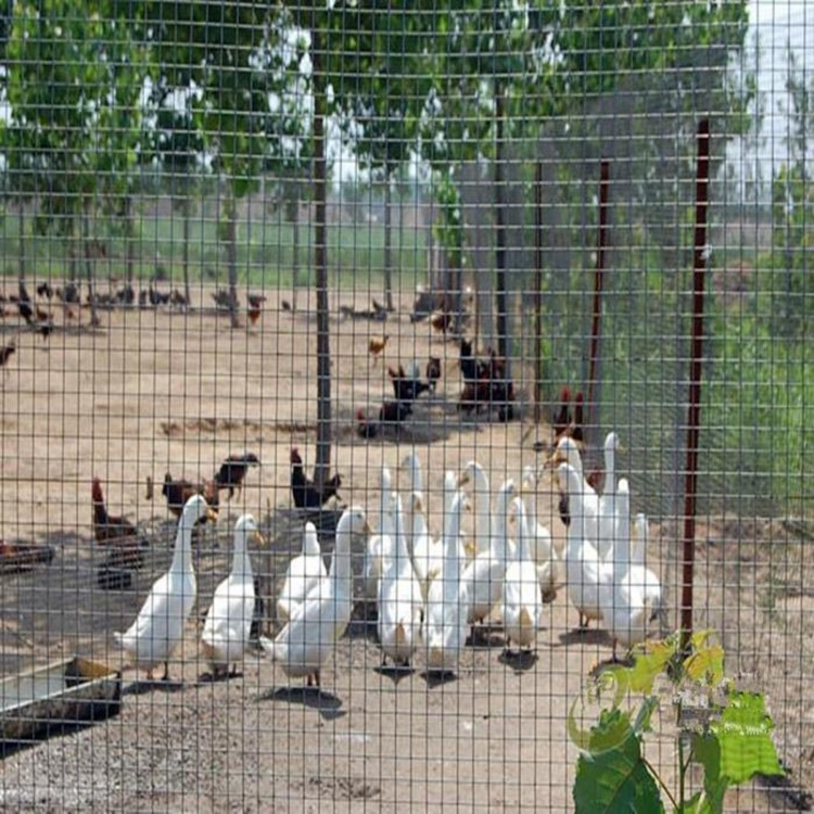 上海菜園果園圍養(yǎng)殖圍欄防牲畜護欄網(wǎng)圖片3